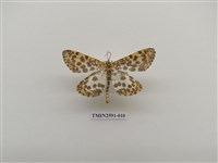 藏品(尺蛾104)的圖片